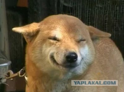 Корейцы любят собак