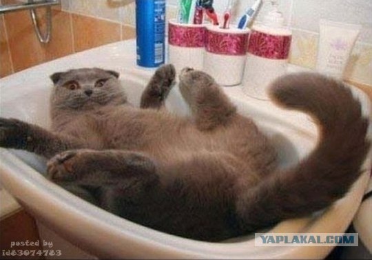 Жестокое обращение с животными ))