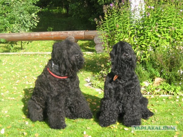 Попугай любит массаж