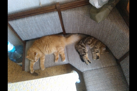А котовторник уже начался?