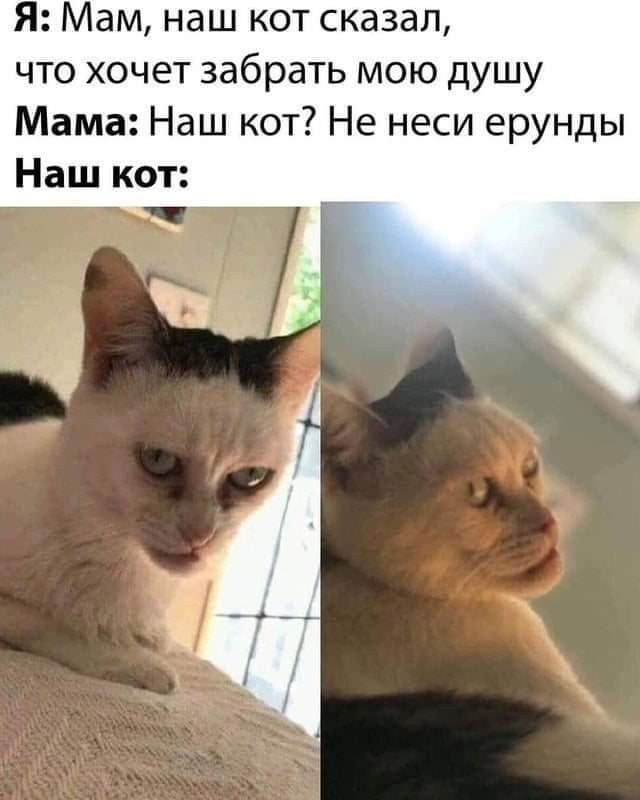 К котофторнику