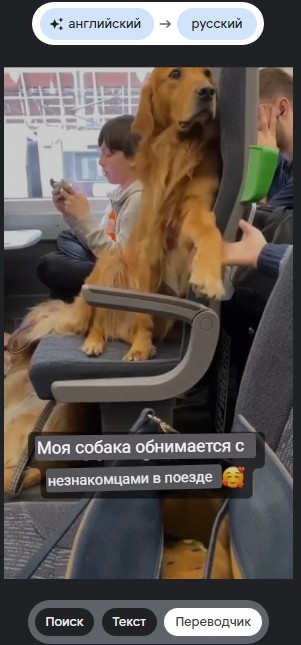 Шерстяные в общественном транспорте