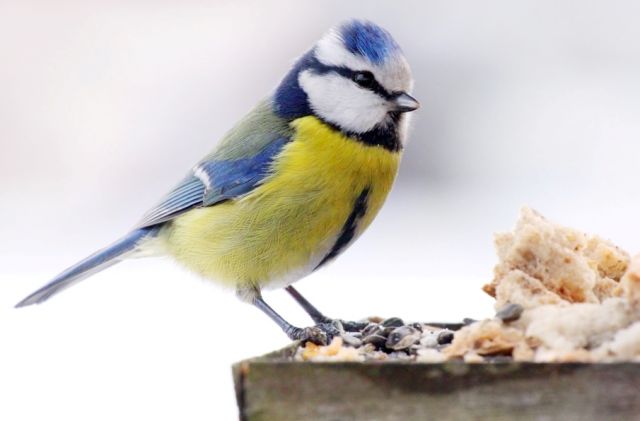 кварки барионы. барионы это элементарные частицы. схема приёма спортивного питания для набора мышечной массы. какой самый сильный режим. как пить протеин для набора мышечной массы подростку.