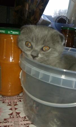 Котовторник 21.05.2013