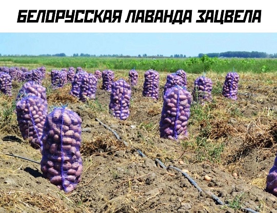 Эмильен! По машинам!