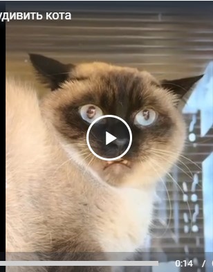 Как удивить кота