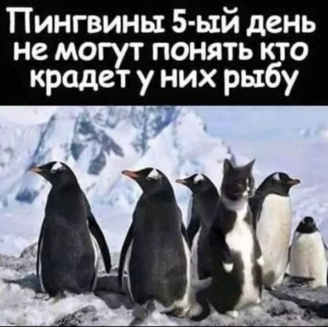 К котовторнику: подборка картинок-баянов с котиками и про котиков. Выпуск 3.