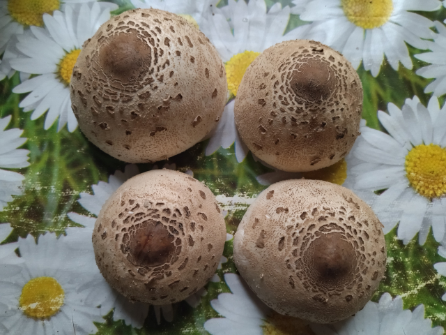 Итоги ККК № 31 "Маски/Звери" и всё такое