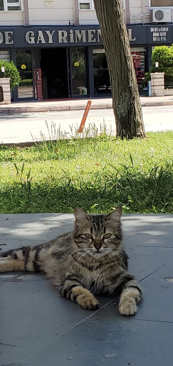 Турецкий кот.