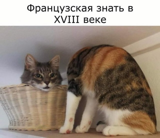 Подборка картинок-баянов с котиками и про котиков. Выпуск 21