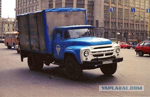 Узбекистанский лепёшечник
