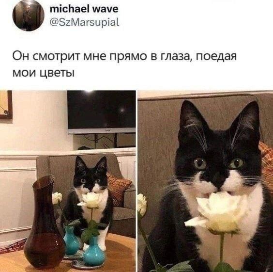 Прикольные и просто красивые картинки 06.01. 2026