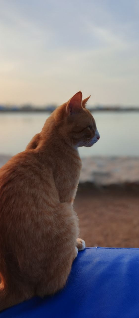Просто одно котэ
