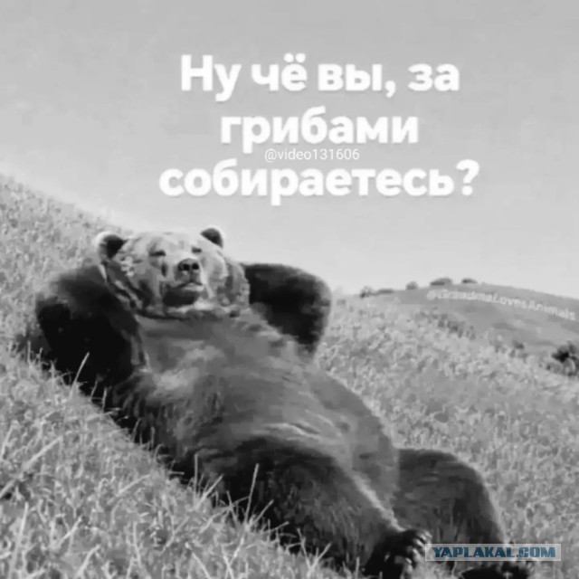 Достали медведи на япе 2