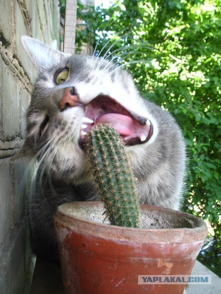 Коты и время