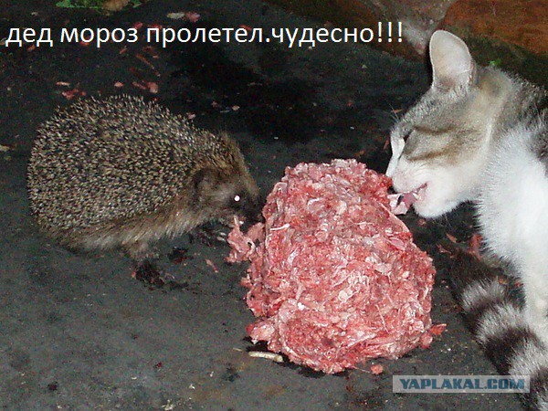Котовторник   31.12.  2013