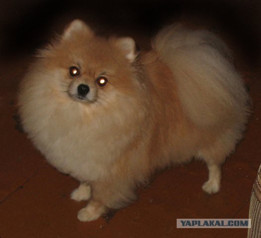 О, my dog