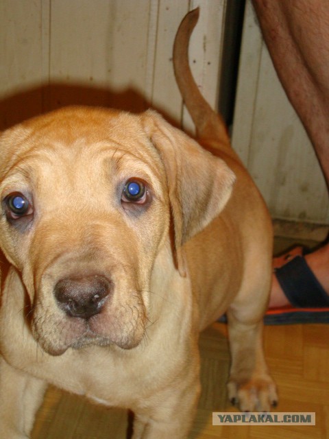 Как мы собаку внезапно завели