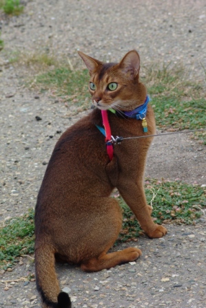 Котовторник 12.08.2014