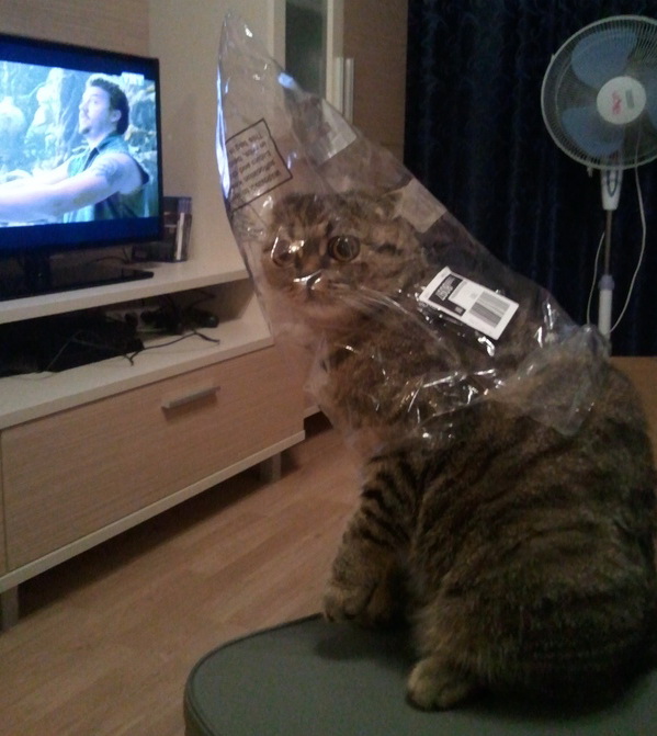 Котовторнику посвящается.