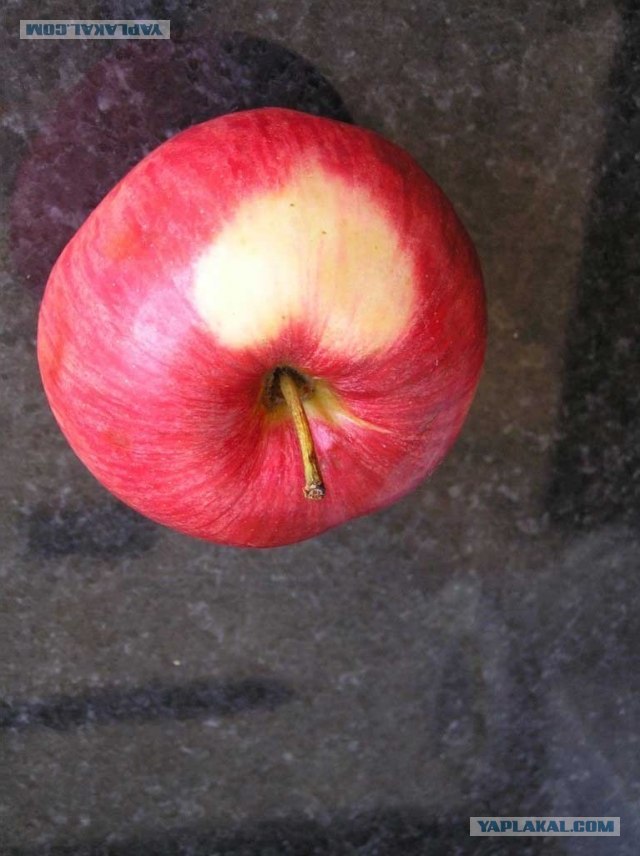 вот такое яблоко