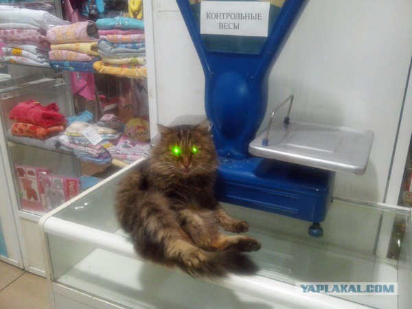 Прикольные коты