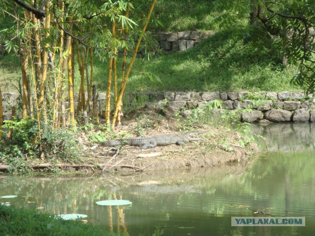 Самостоятельное путешествие в Шри-Ланку