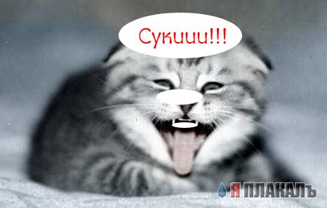 Кошки и Собаки - большая подборка