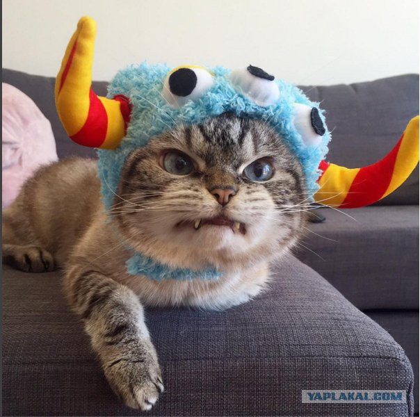 Курьез всех курьезов