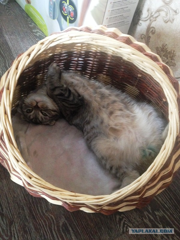 Котовторник 03.05.2016