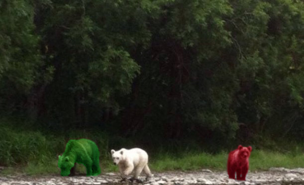 На Камчатке увидели белого бурого медведя