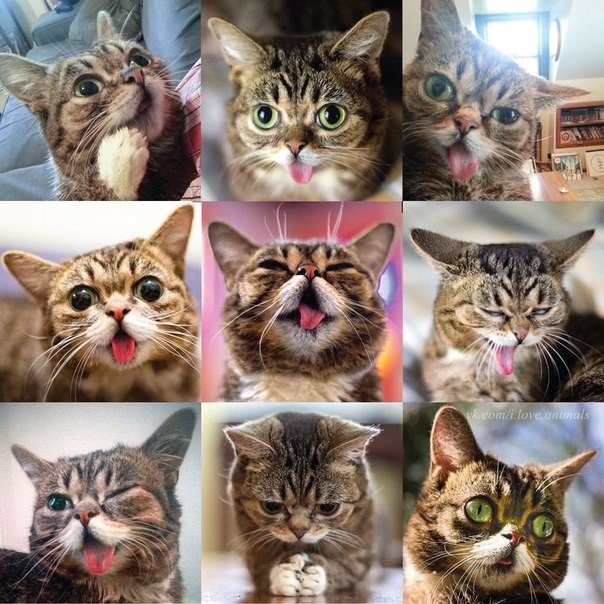 Картинки и приколы из сети