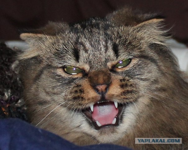 10 брутальных уличных котов