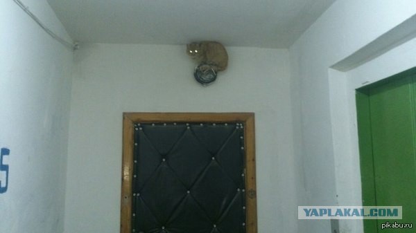 Купил я виагру и пошел домой
