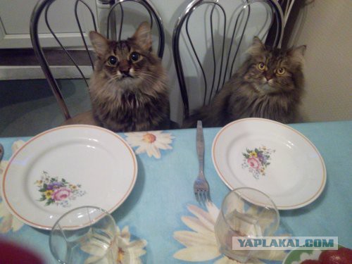 Котовторник 22.11.2016