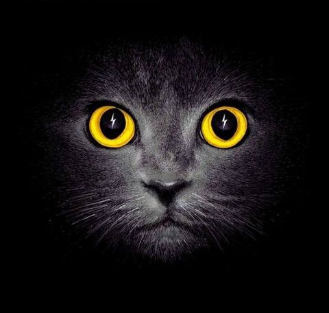 Коты из сети