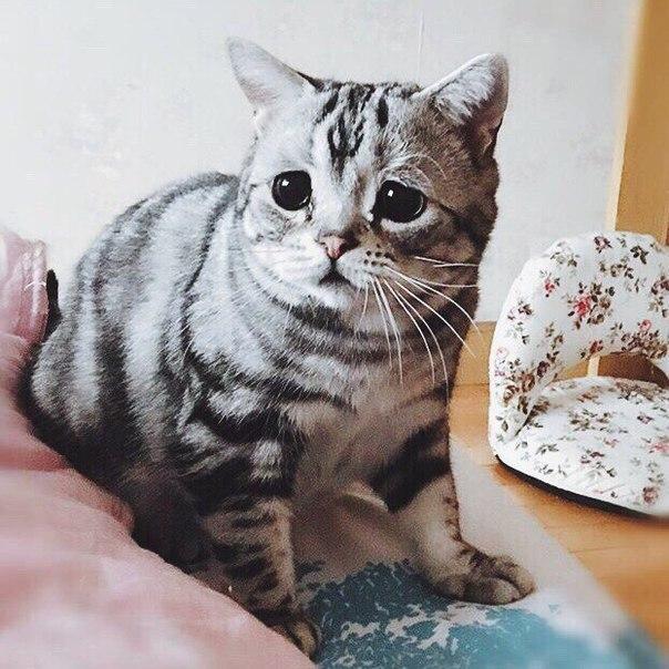 Коты из сети