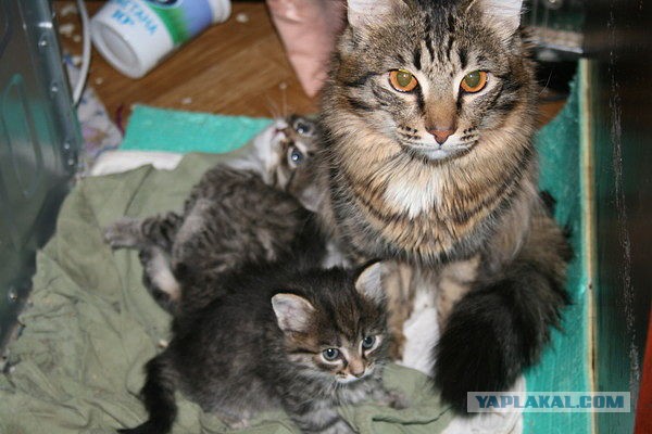 Котовторник 24.01.2017