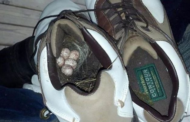 Подборка безудержного веселья