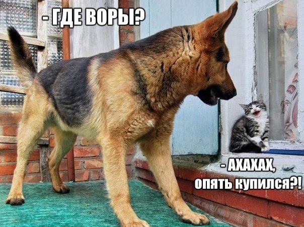 Прикольные картинки 04.06.2017