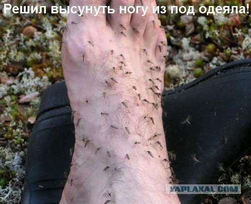 Как построить на даче искусственное болото