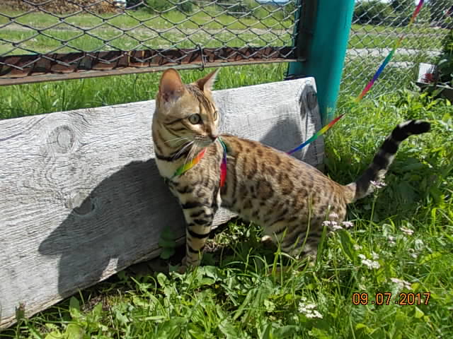 Котовторник 11.07.2017