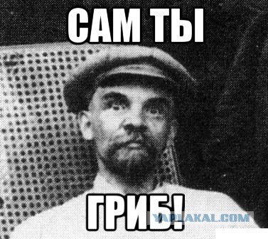 Ученые: грибы это высокоразвитая внеземная цивилизация