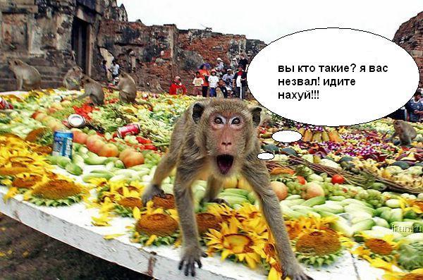 Прикольные обезьянки недели!