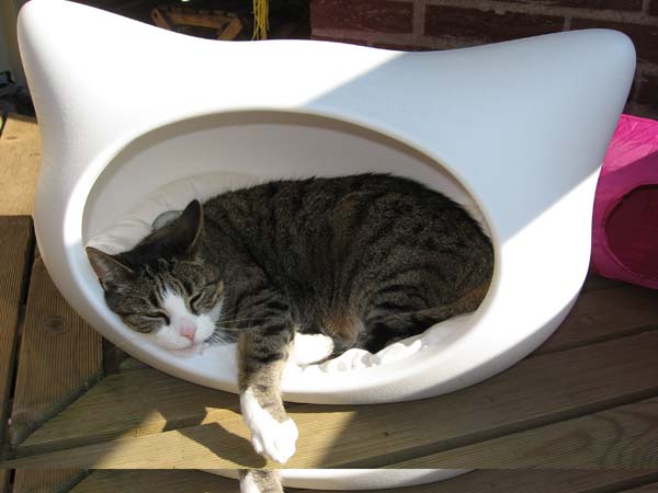 Котовторник  на  ЯПлакалъ