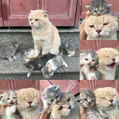 Прикольных котов пост