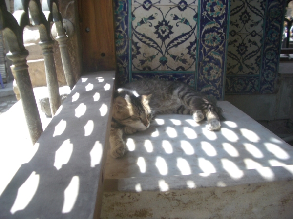 Котовторник в Египте