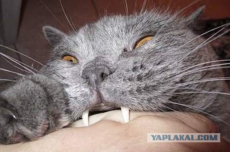 Кот-Дракула