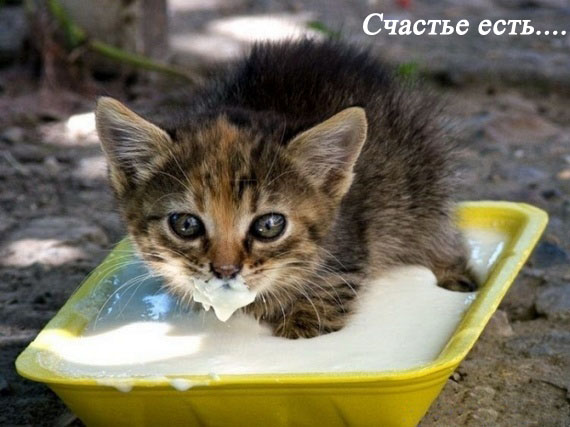 Котовторник 15.02.2011