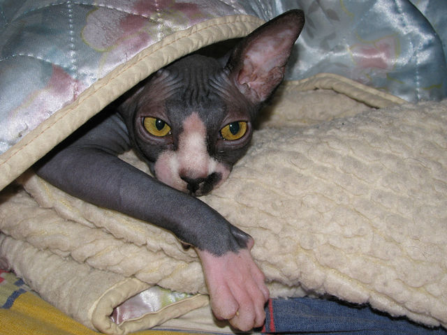 Котовторник: Кошки и ягнёнок